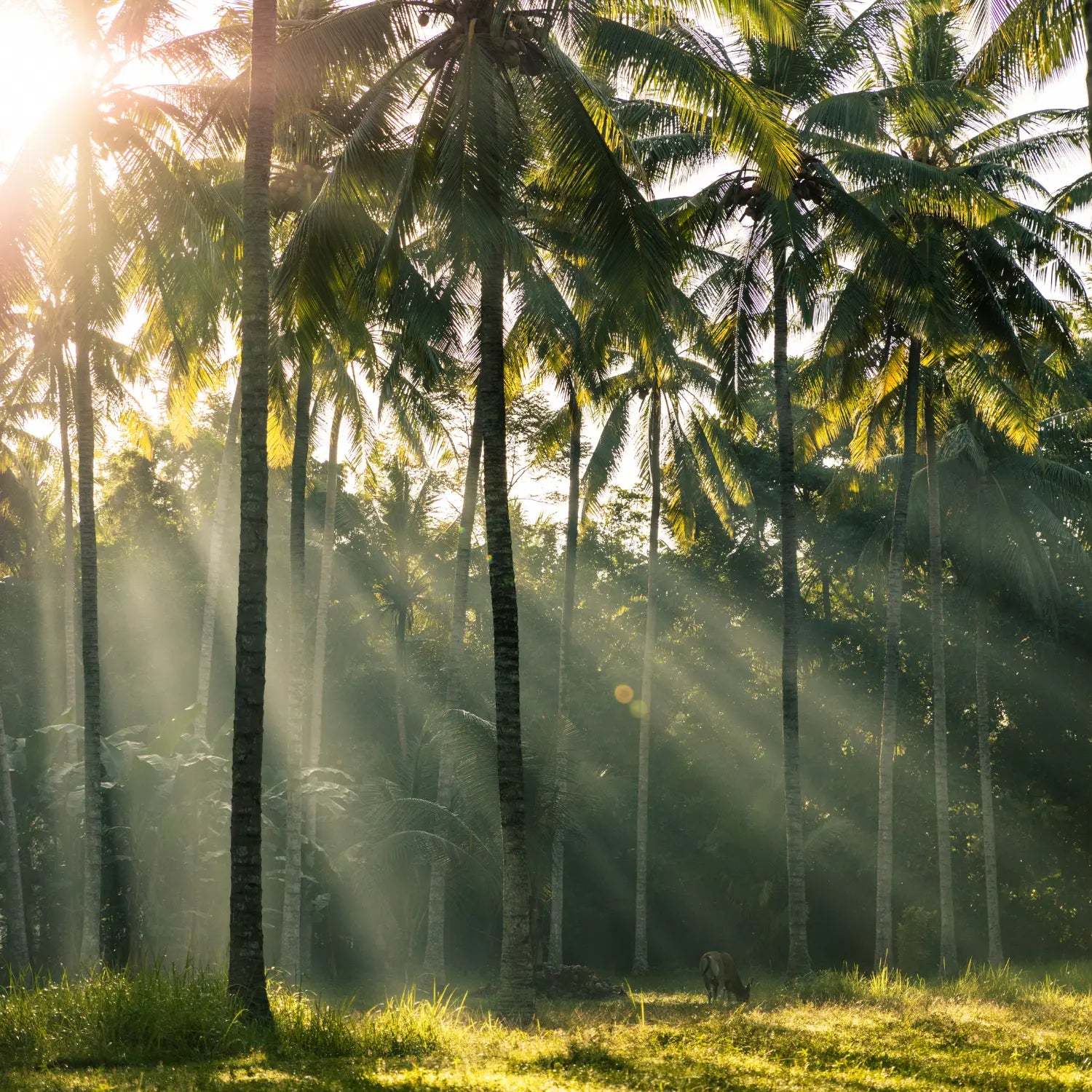 Sunlight filtering through tall palm trees in a serene natural setting
