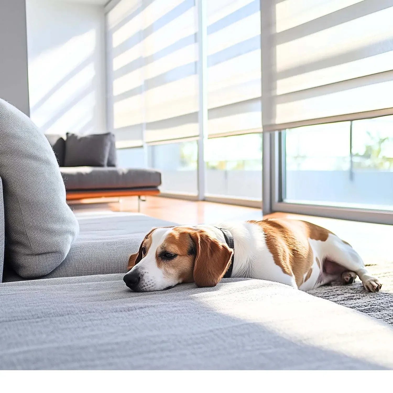 Modern living room with Value Blinds™ Elegant Premium Zebra Shades and a dog resting on the sofa